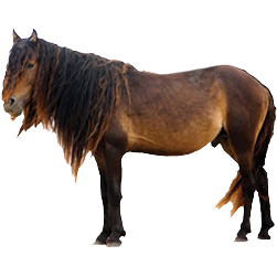 Sable Island Pony